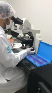 Pesquisador analisando lâminas de protozoários (Trypanosoma cruzi)