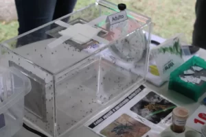 Caixa contendo mosquitos de importância médica